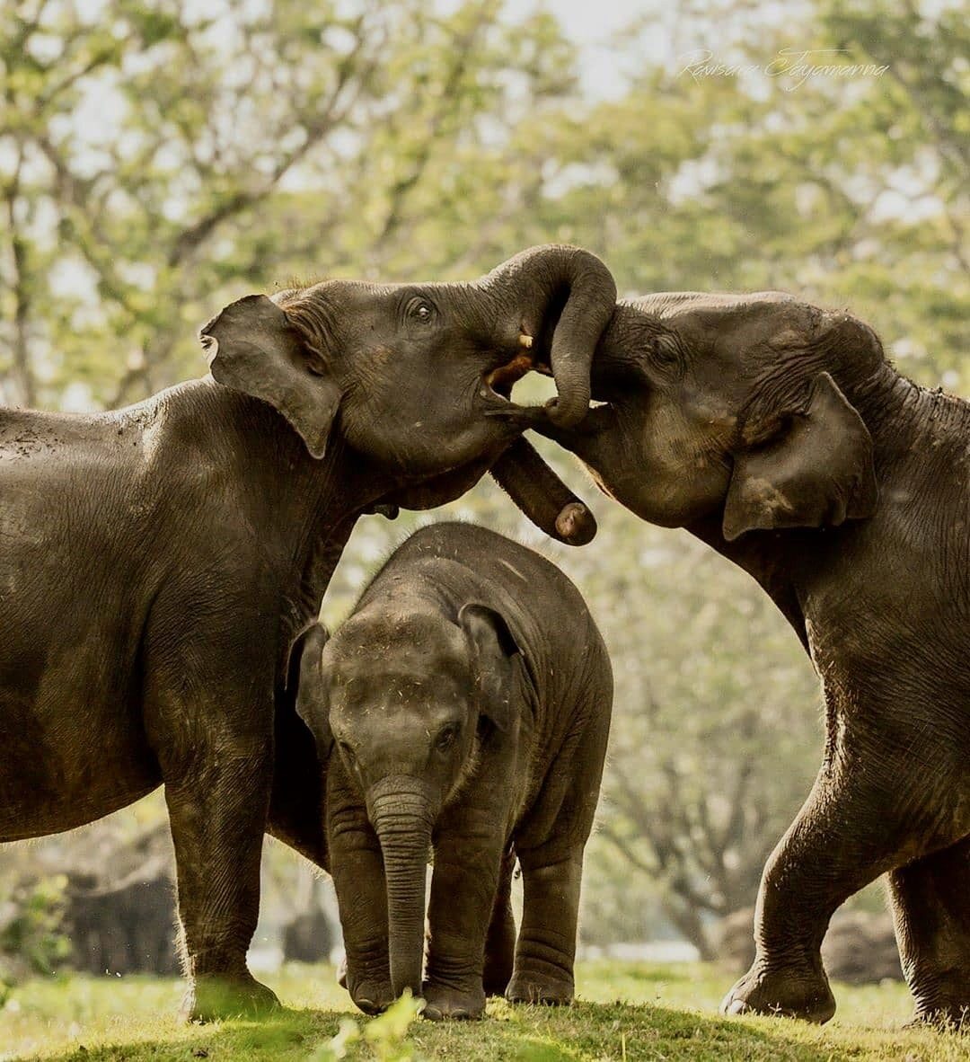 Pinnawala Elephant Orphanage