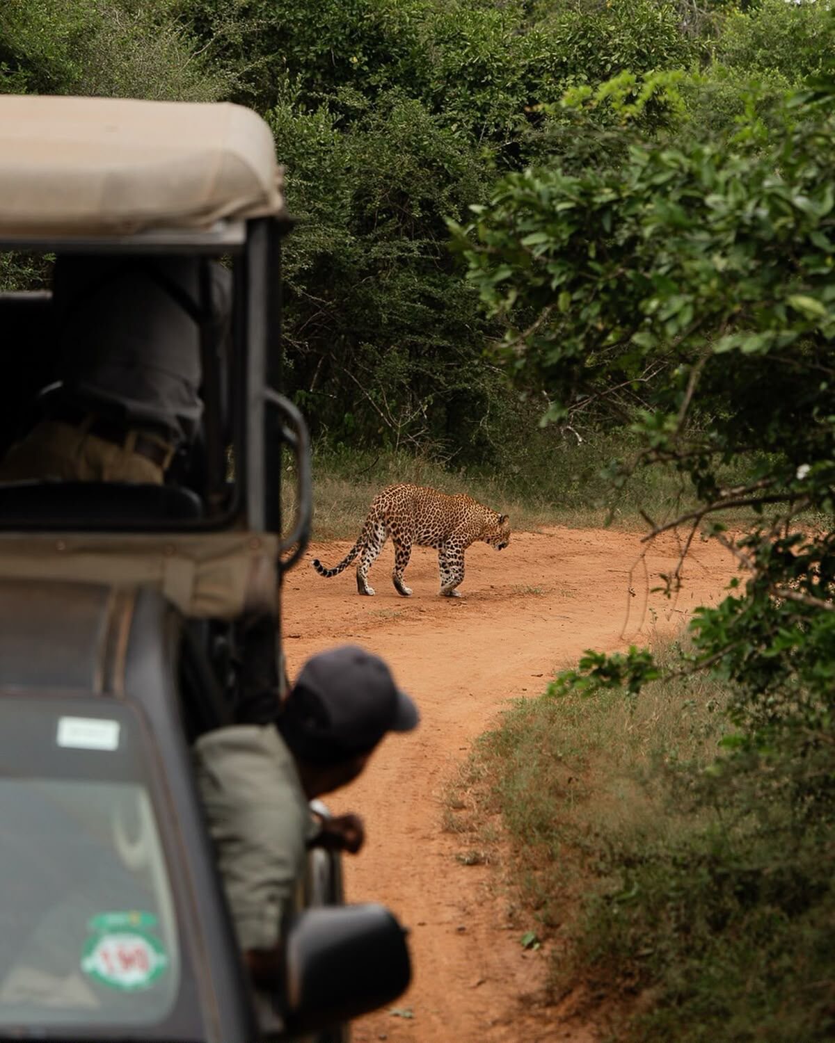 Yala National Park Safari