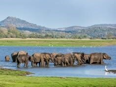 Udawalawe National Park